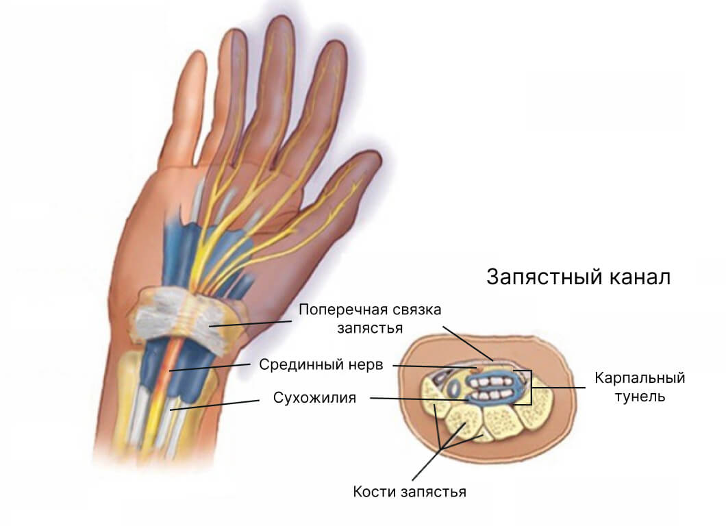 Анатомия запястного канала