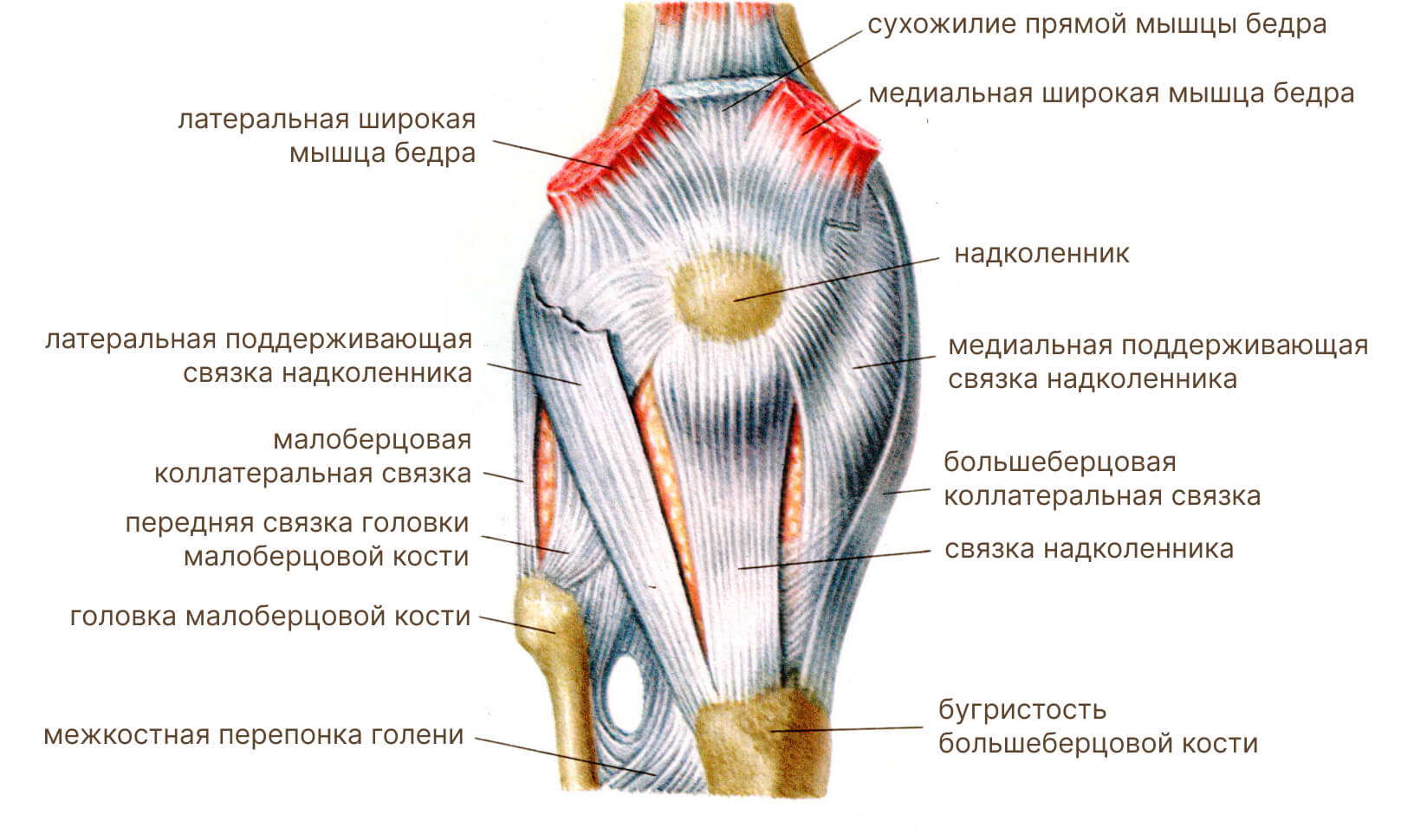 Анатомия коленного сустава