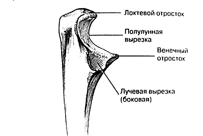 венечный отросток