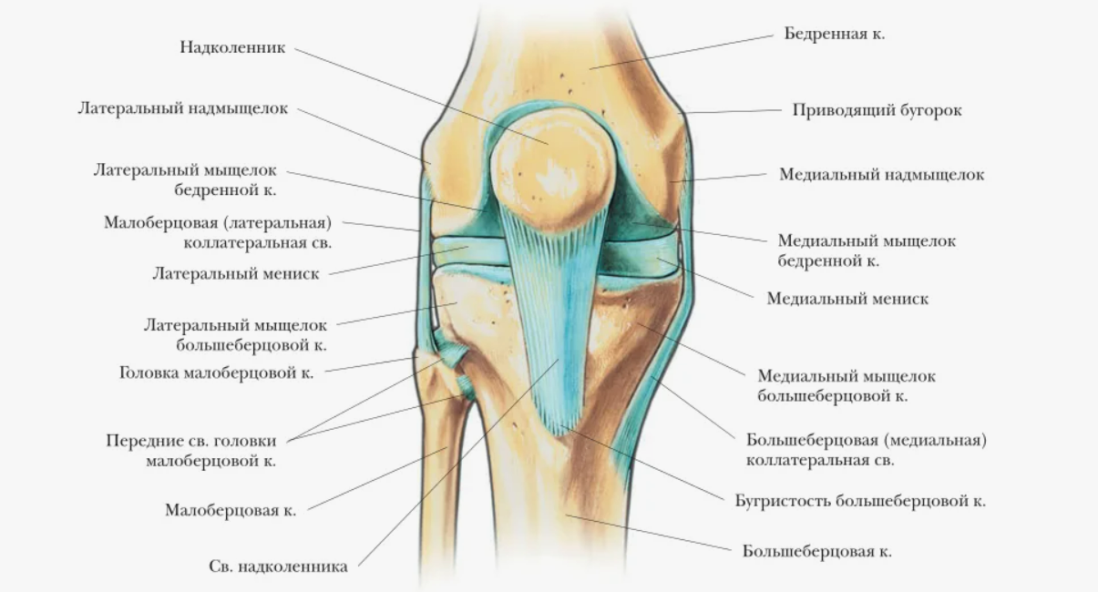 анатомия коленного сустава.png